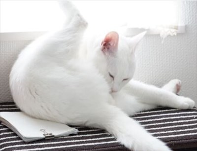 辛抱強い猫ちゃん