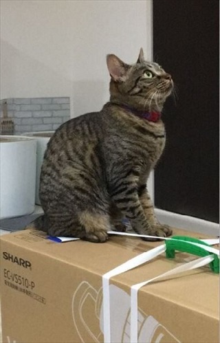 辛抱強い猫ちゃん