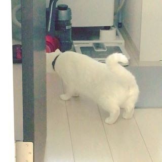 辛抱強い猫ちゃん