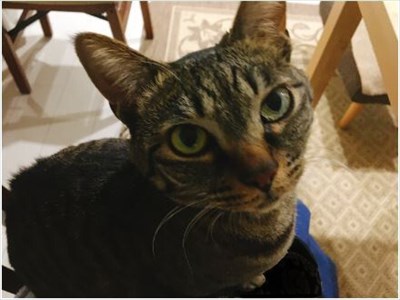 辛抱強い猫ちゃん