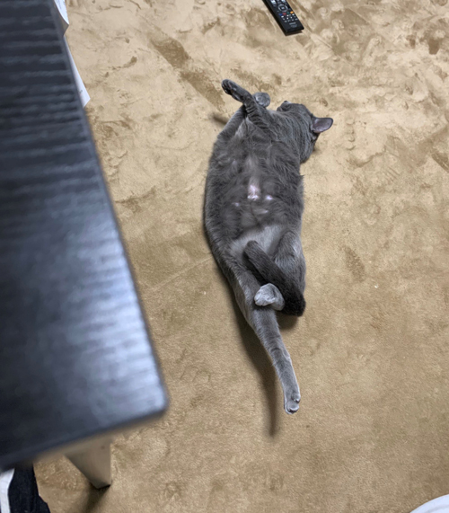 不思議な格好で寝るひじきさん