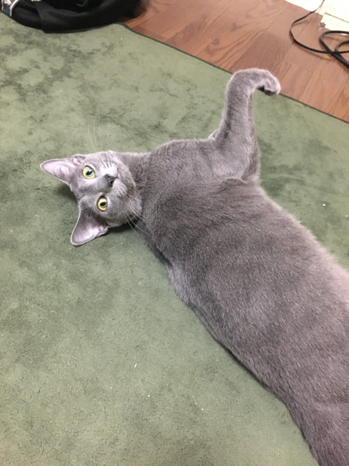 寝転がってこちらを見るひじきさん