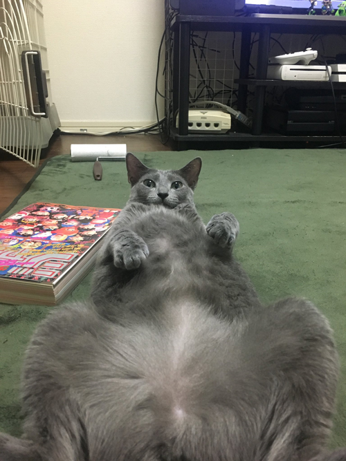 お腹丸出しのひじきさん