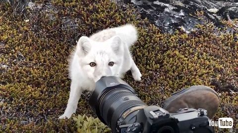 ホッキョクギツネ