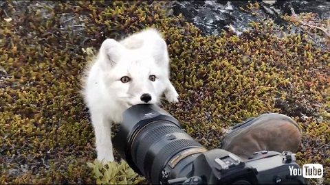 ホッキョクギツネ