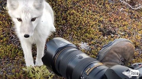 ホッキョクギツネ