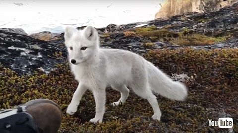 ホッキョクギツネ