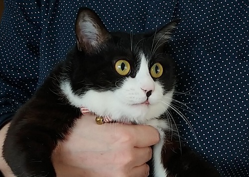 猫 富士丸くん 抱っこにぼうぜん