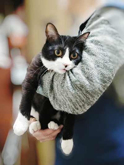 猫 富士丸くん 抱っこにぼうぜん