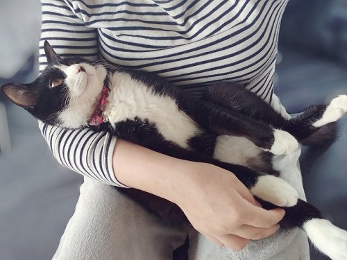 猫 富士丸くん 抱っこにぼうぜん