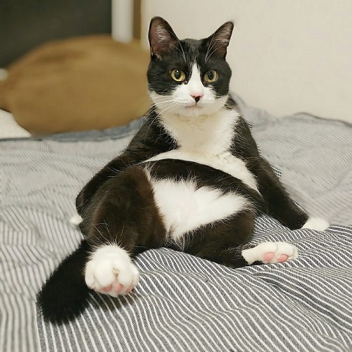 猫 富士丸くん 抱っこにぼうぜん