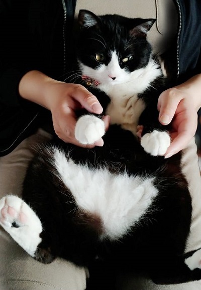 猫 富士丸くん 抱っこにぼうぜん