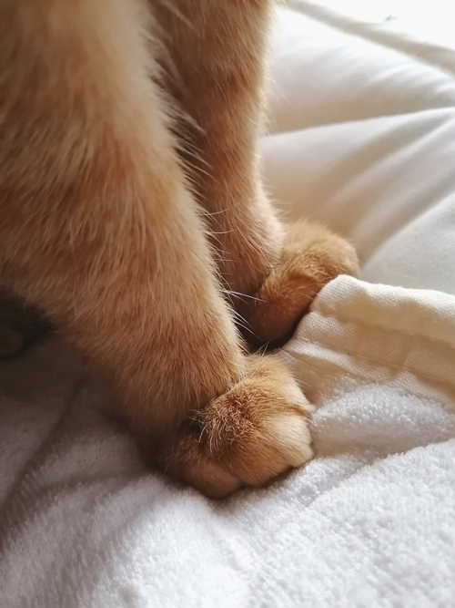 やっちゃんのクリームパン