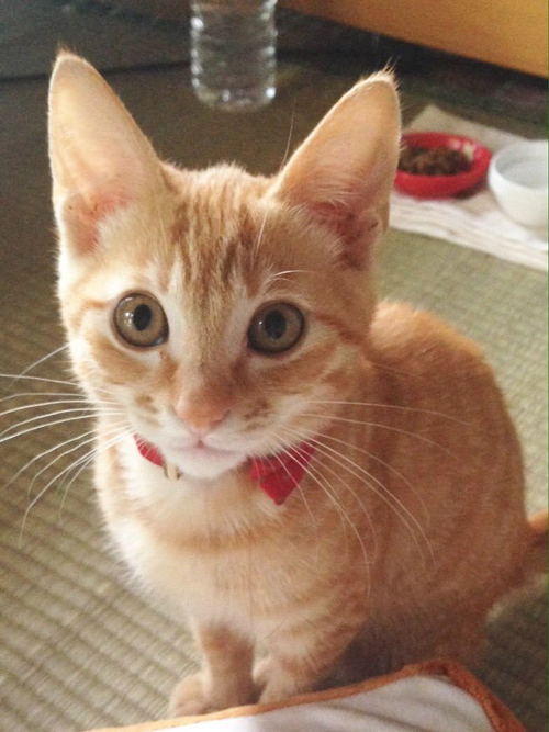 小さい頃のやっちゃん