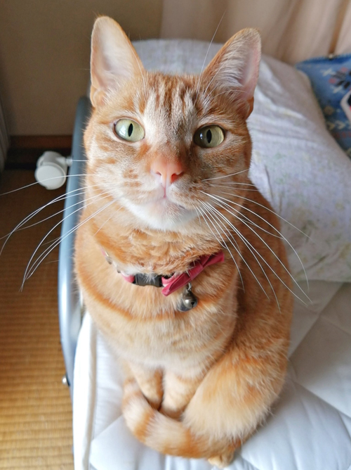 座って見上げるやっちゃん