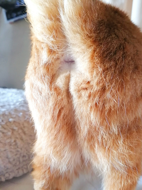 やっちゃんのおしり