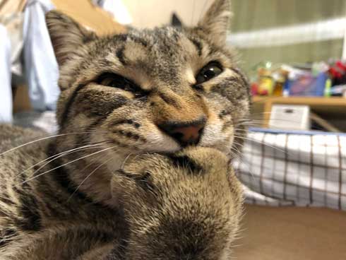 おてておいしい 猫 表情 顔 目力 強い 肉球 吸う おしゃぶり