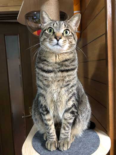 おてておいしい 猫 表情 顔 目力 強い 肉球 吸う おしゃぶり