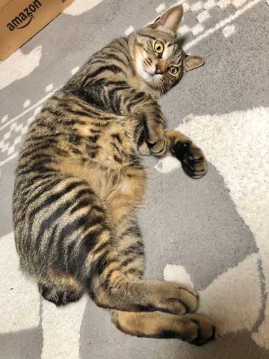 おてておいしい 猫 表情 顔 目力 強い 肉球 吸う おしゃぶり