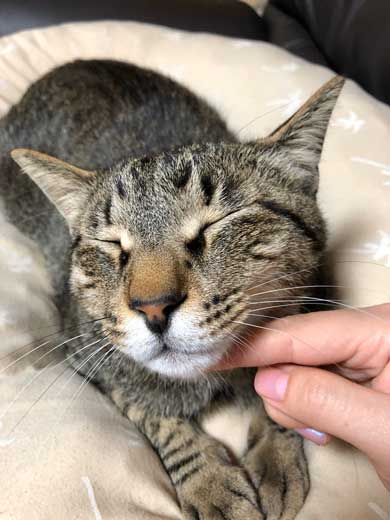 おてておいしい 猫 表情 顔 目力 強い 肉球 吸う おしゃぶり