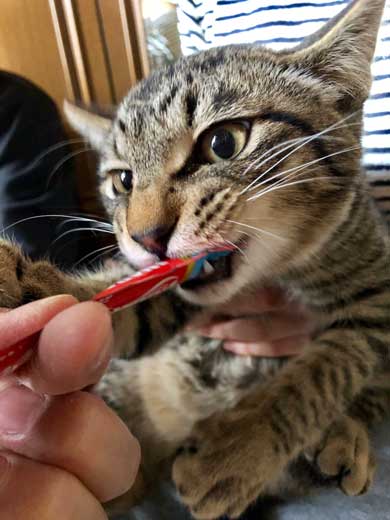 おてておいしい 猫 表情 顔 目力 強い 肉球 吸う おしゃぶり