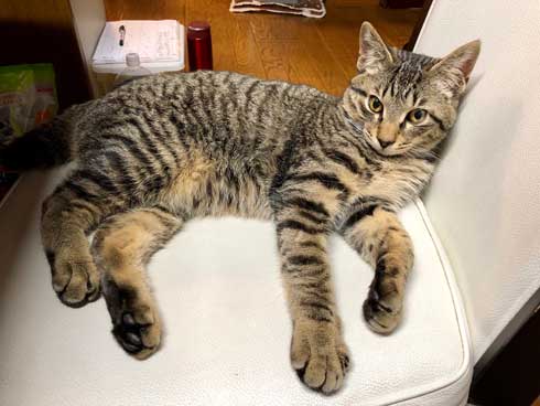 おてておいしい 猫 表情 顔 目力 強い 肉球 吸う おしゃぶり