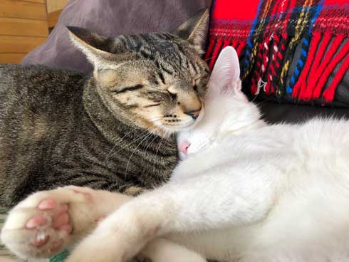 おてておいしい 猫 表情 顔 目力 強い 肉球 吸う おしゃぶり