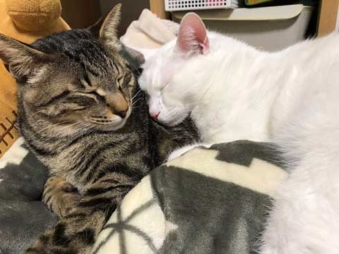 おてておいしい 猫 表情 顔 目力 強い 肉球 吸う おしゃぶり