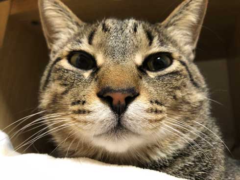 おてておいしい 猫 表情 顔 目力 強い 肉球 吸う おしゃぶり