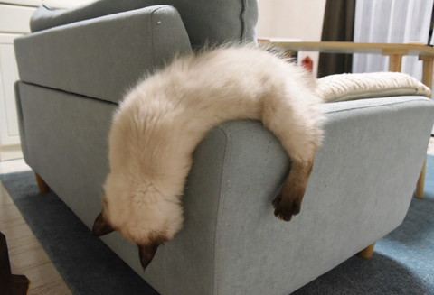 液体ネコちゃん