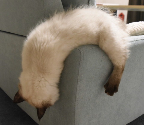 液体ネコちゃん