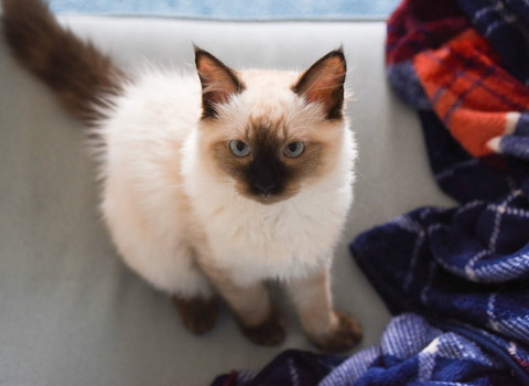 おはようほたちゃん