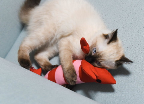 けりぐるみとほたてくん