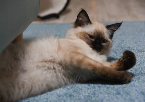 ちょっと眠そう