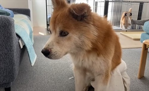 保護犬・福丸くん