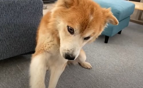 保護犬・福丸くん