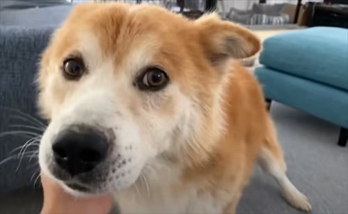 保護犬・福丸くん