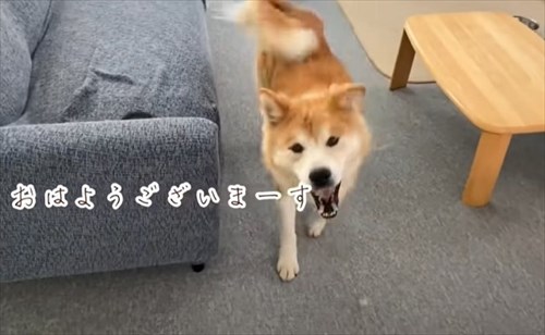 保護犬・福丸くん