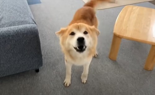 保護犬・福丸くん