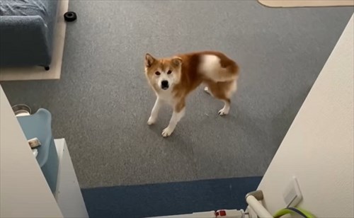 保護犬・福丸くん