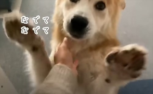 保護犬・福丸くん