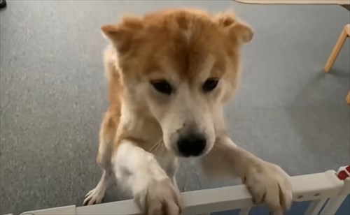 保護犬・福丸くん