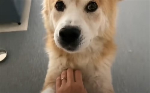 保護犬・福丸くん