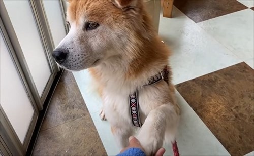 保護犬・福丸くん