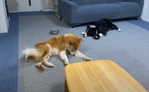 保護犬・福丸くん