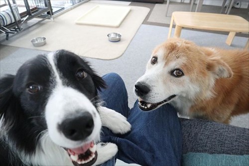 保護犬・福丸くん