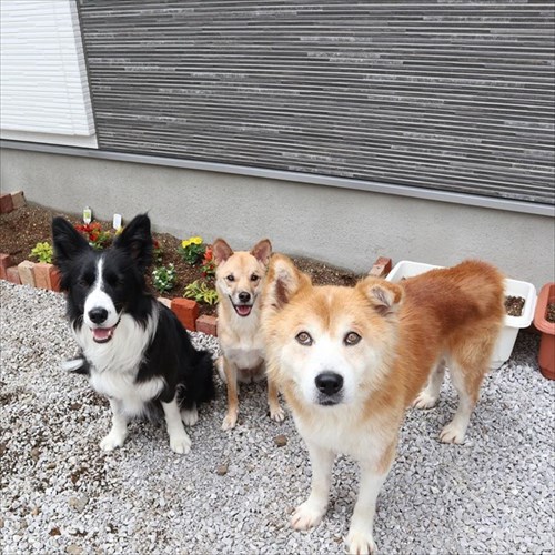 保護犬・福丸くん