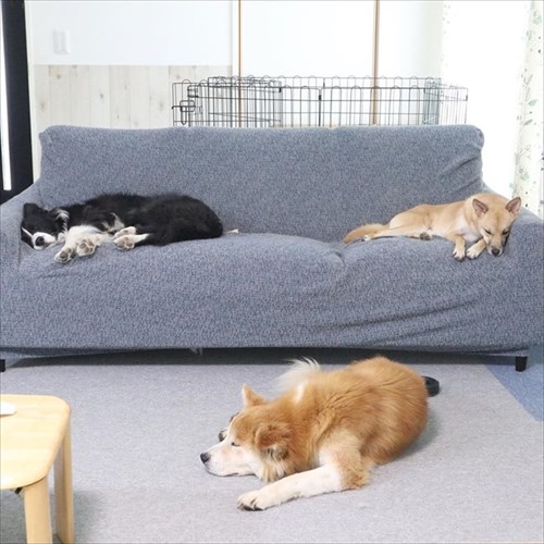 保護犬・福丸くん