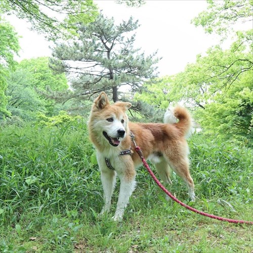 保護犬・福丸くん