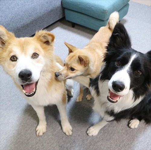 保護犬・福丸くん